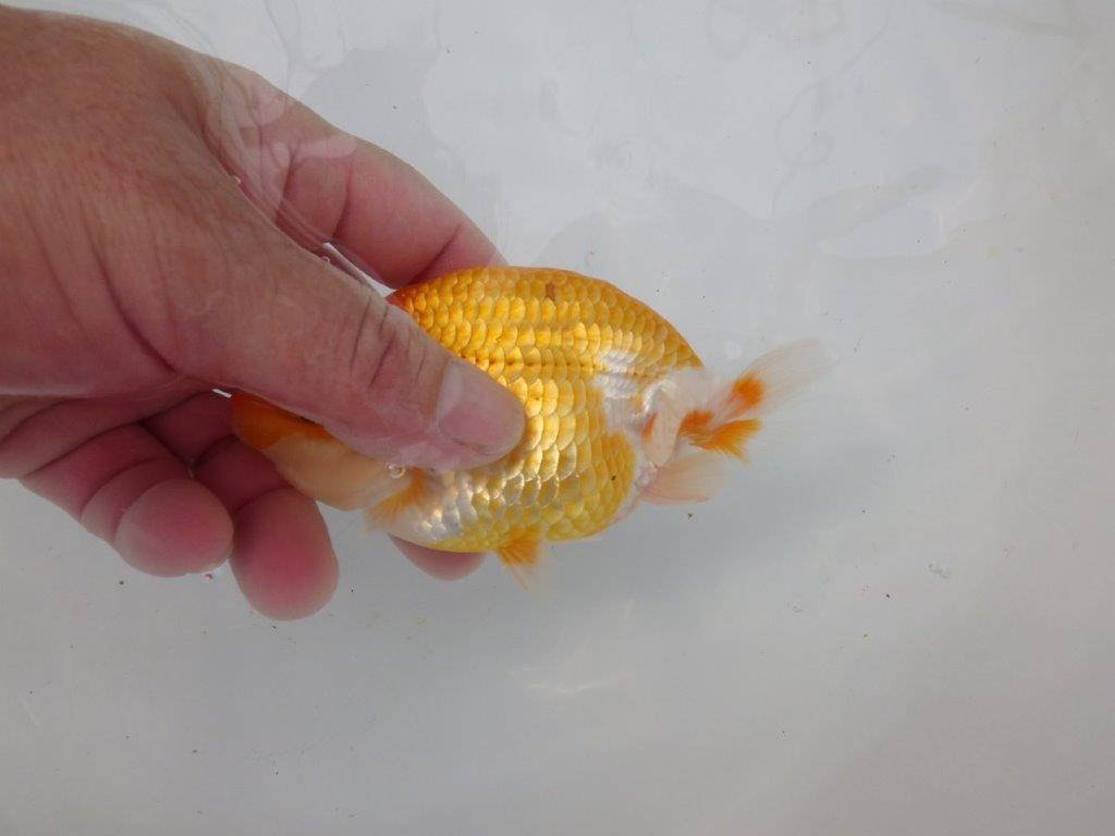 【逸品当歳らんちゅう】丸みのある背のラインが水槽映えらんちゅう　約12ｃｍ前後　オス？