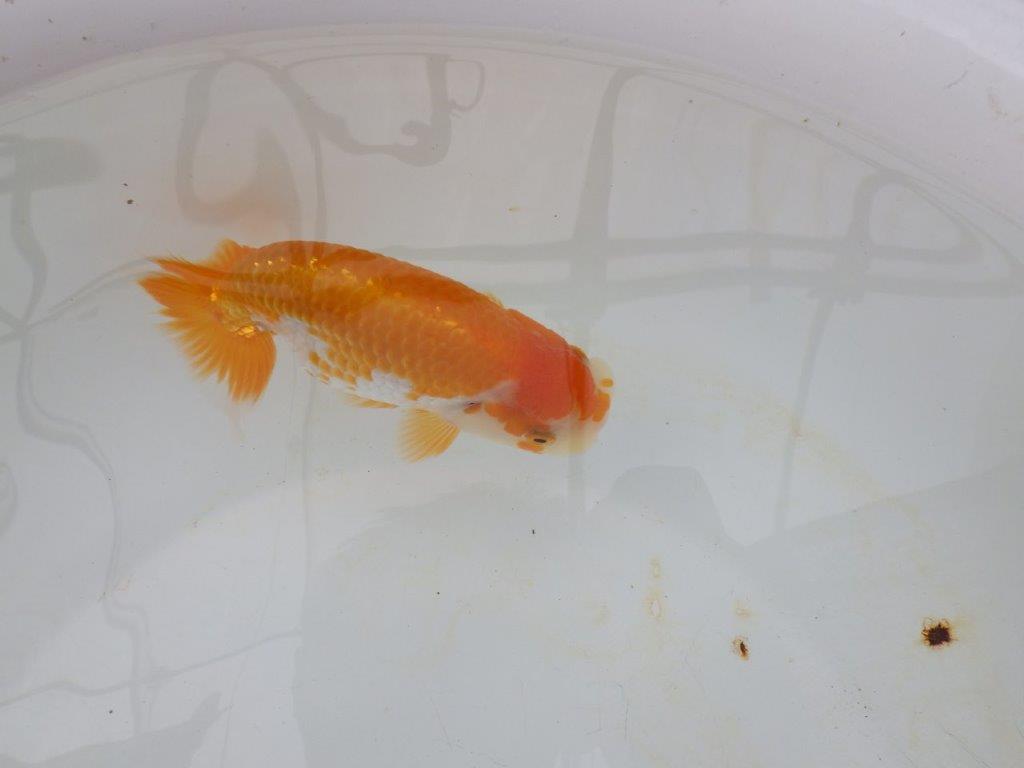 【逸品当歳らんちゅう】背腰が良い更紗らんちゅう　約13,5ｃｍ前後