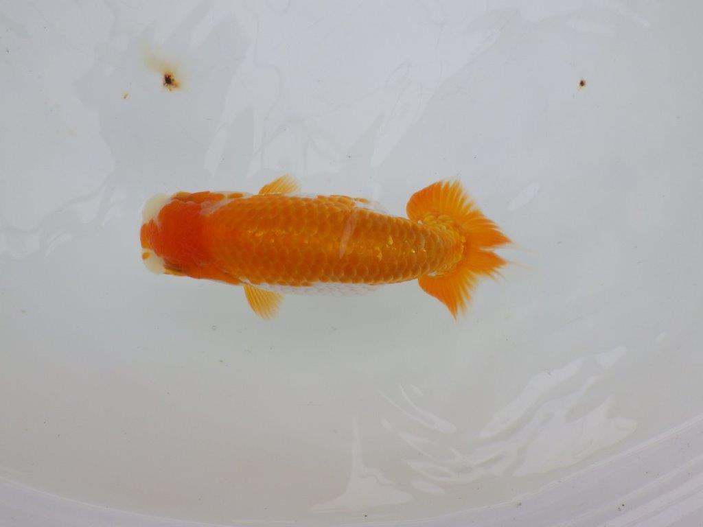 【逸品当歳らんちゅう】背腰が良い更紗らんちゅう　約13,5ｃｍ前後