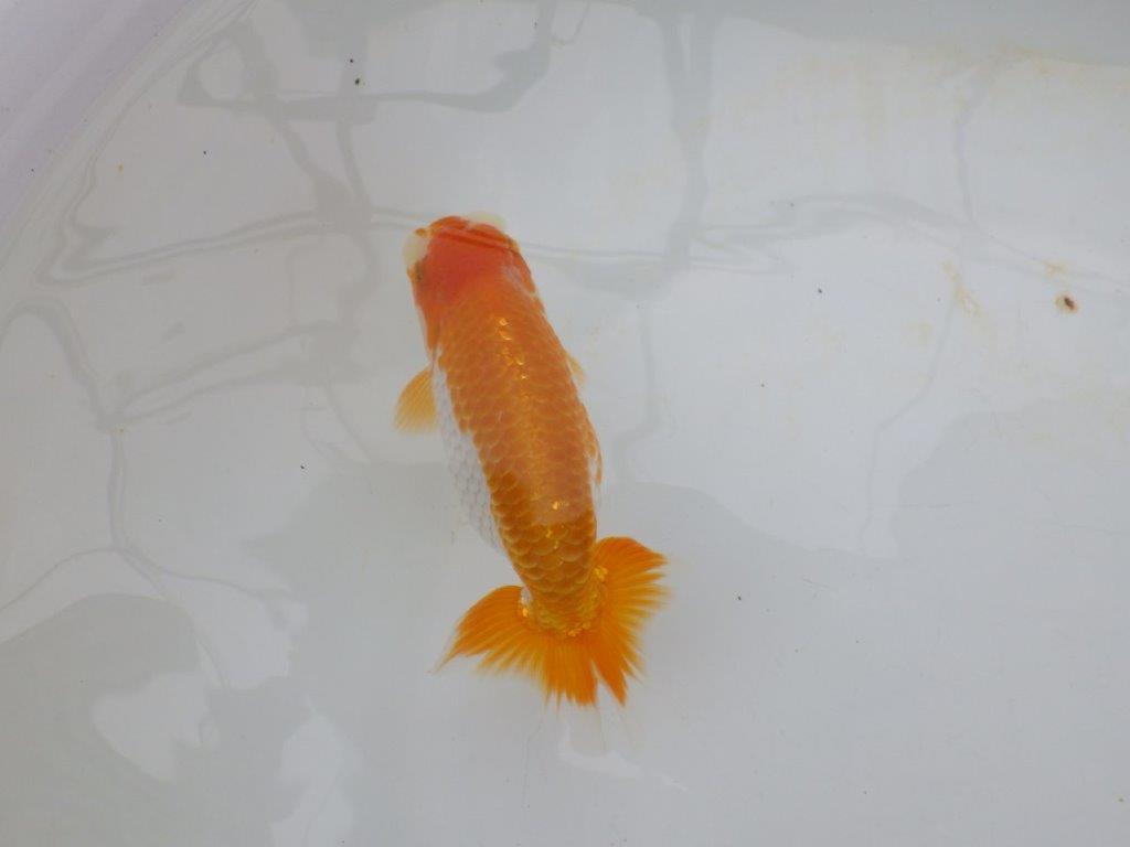 【逸品当歳らんちゅう】背腰が良い更紗らんちゅう　約13,5ｃｍ前後