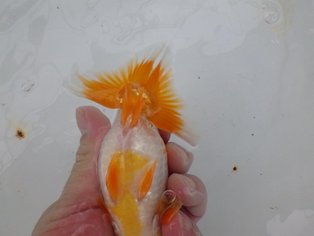 【逸品当歳らんちゅう】背腰が良い更紗らんちゅう　約13,5ｃｍ前後