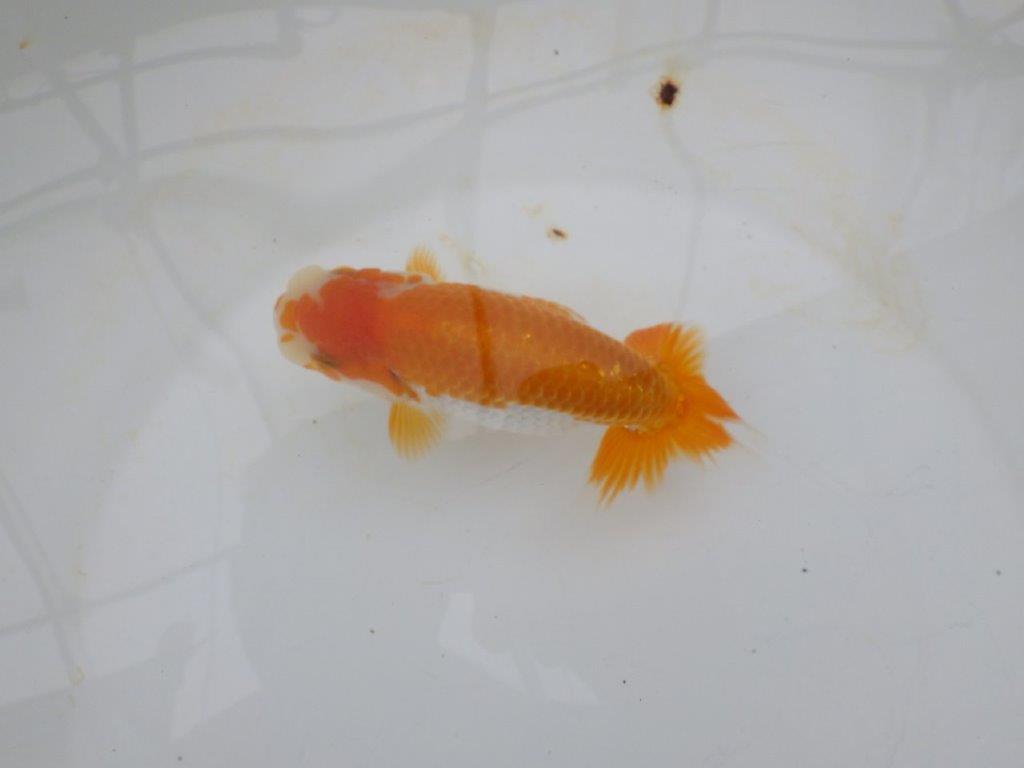 【逸品当歳らんちゅう】背腰が良い更紗らんちゅう　約13,5ｃｍ前後