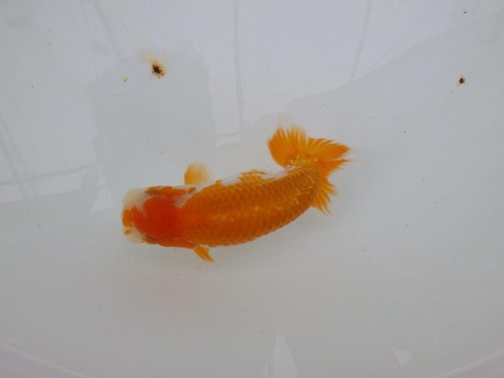 【逸品当歳らんちゅう】背腰が良い更紗らんちゅう　約13,5ｃｍ前後