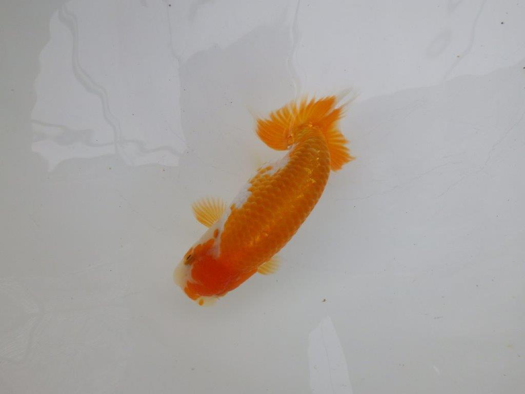 【逸品当歳らんちゅう】背腰が良い更紗らんちゅう　約13,5ｃｍ前後