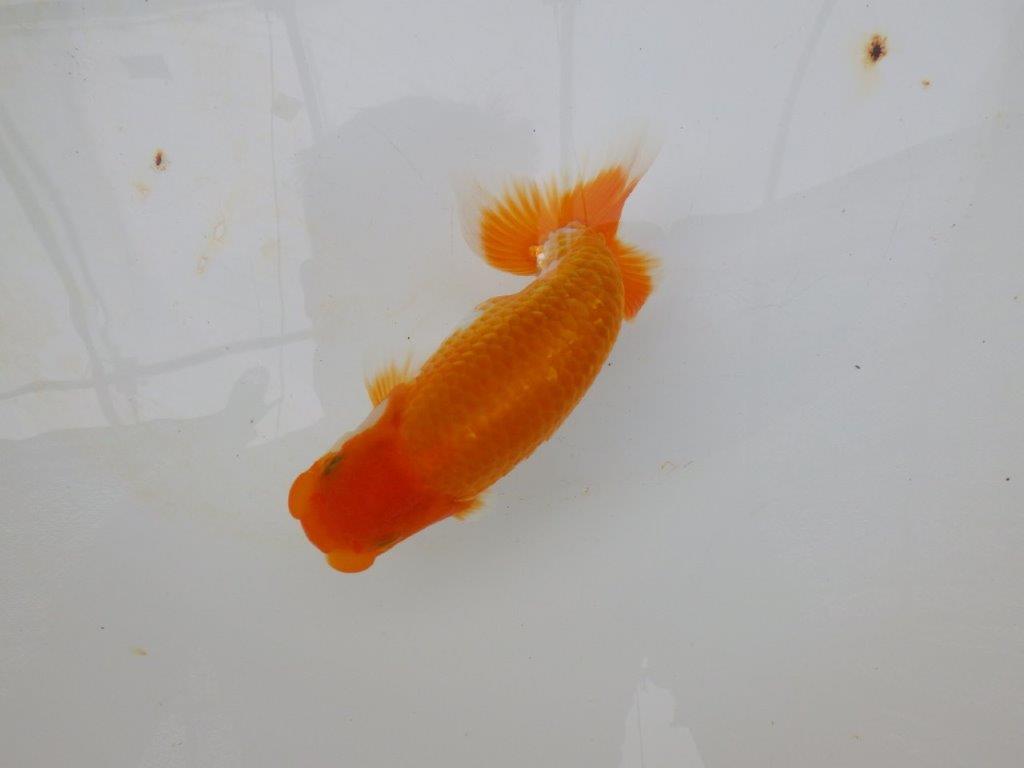 【逸品当歳らんちゅう】品評大会に向けて飼い込み！更紗らんちゅう　約15ｃｍ前後