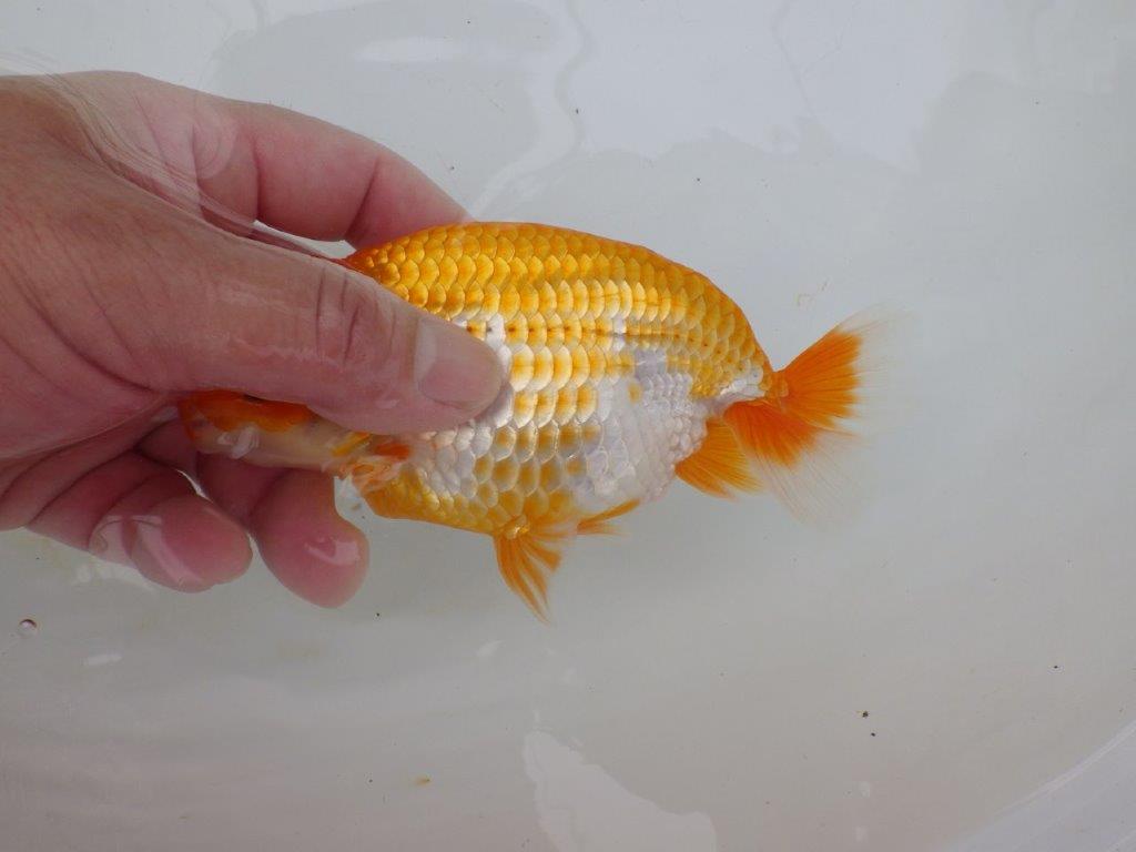 【逸品当歳らんちゅう】品評大会に向けて飼い込み！更紗らんちゅう　約15ｃｍ前後