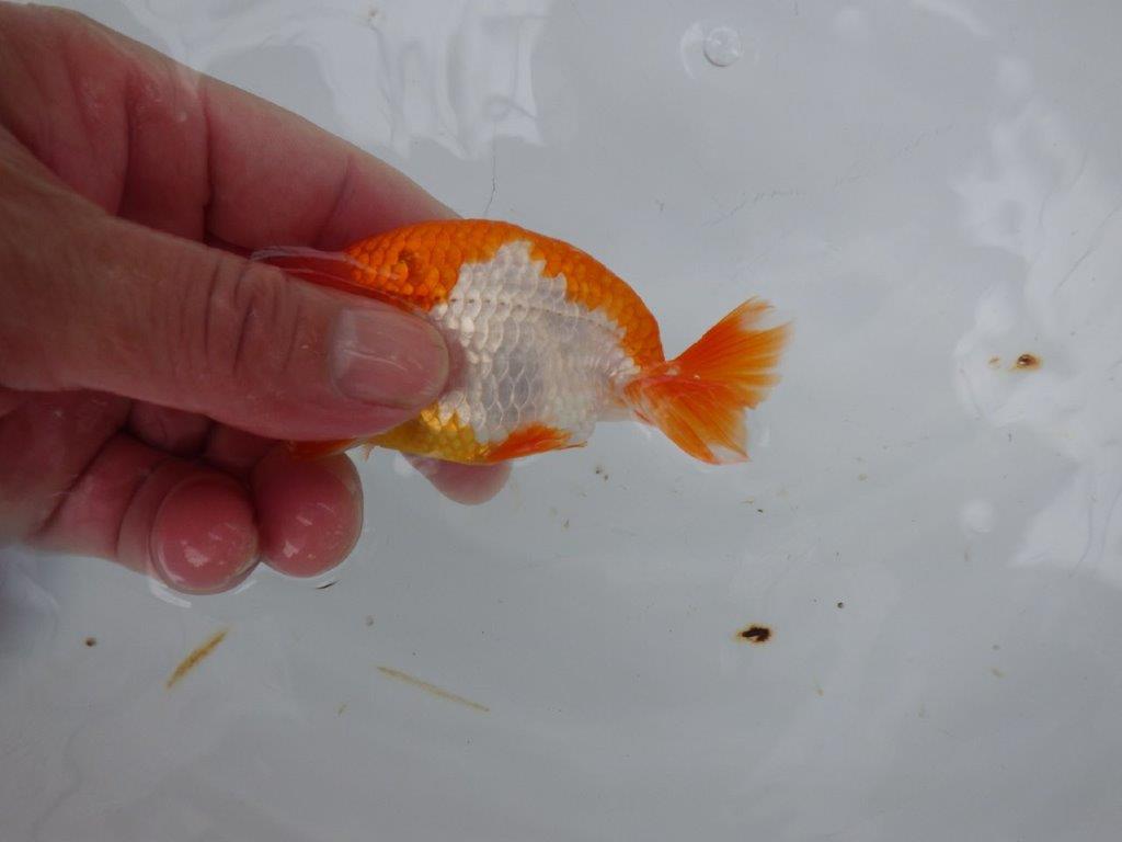 【９月限定　秋の鑑賞お勧め　２歳更紗らんちゅう】尾張りが良い　約11,5cm オス？