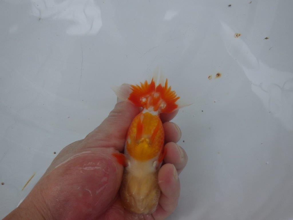 【９月限定　秋の鑑賞お勧め　２歳更紗らんちゅう】可愛いらんちゅう　約13cm メス？