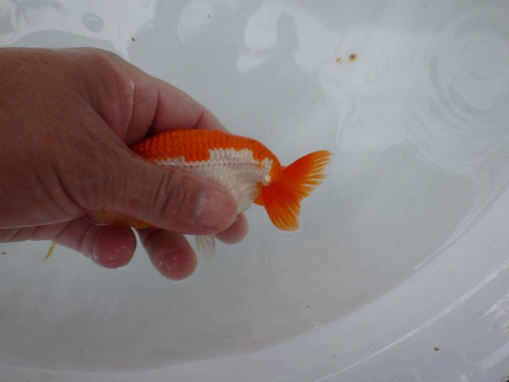 【９月限定　秋の鑑賞お勧め　２歳更紗らんちゅう】綺麗な更紗　約13cm オス？
