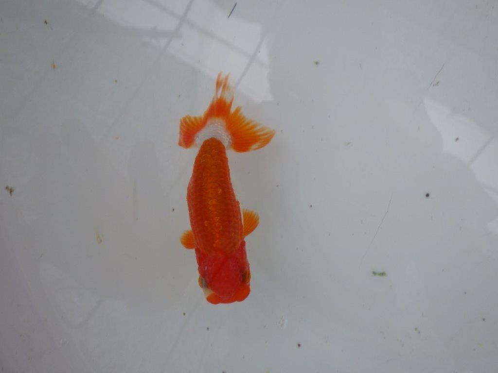 【９月限定　秋の鑑賞お勧め　２歳更紗らんちゅう】上見も横見も◎　約13,5cm オス？