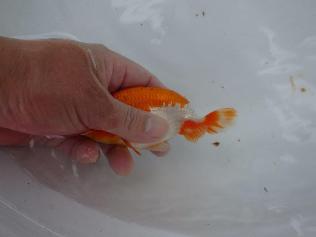 【９月限定　秋の鑑賞お勧め　２歳更紗らんちゅう】上見も横見も◎　約13,5cm オス？