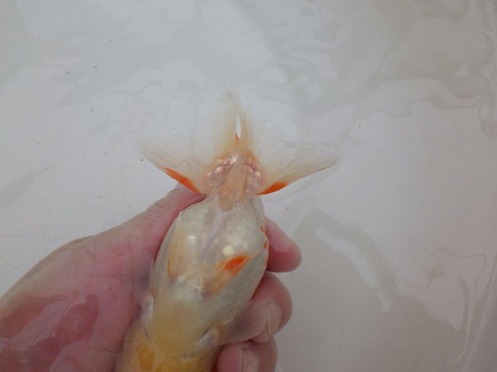 【９月限定　秋の鑑賞お勧め　２歳更紗らんちゅう】津島氏　約15cm メス？