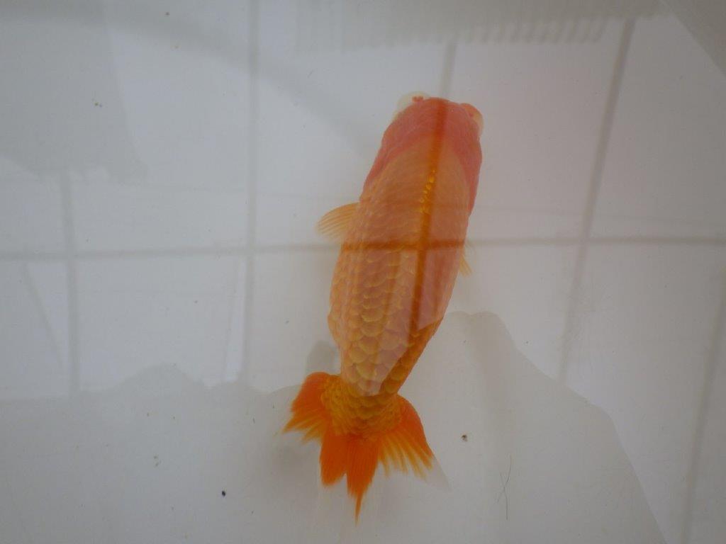 【管理魚 】ご鑑賞お勧め！当歳らんちゅう約1３㎝オス？