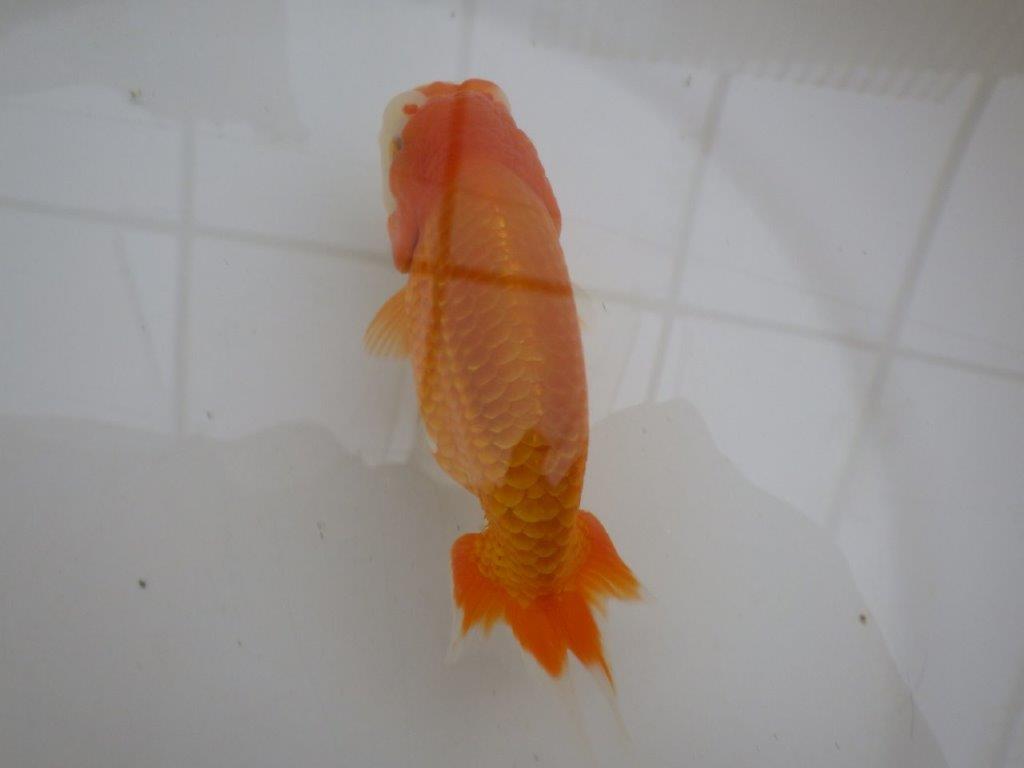 【管理魚 】ご鑑賞お勧め！当歳らんちゅう約1３㎝オス？
