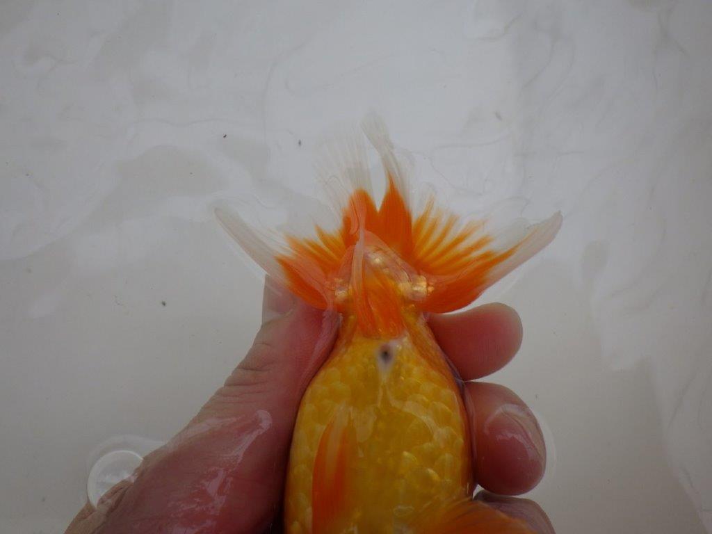【管理魚 】ご鑑賞お勧め！当歳らんちゅう約1３㎝オス？