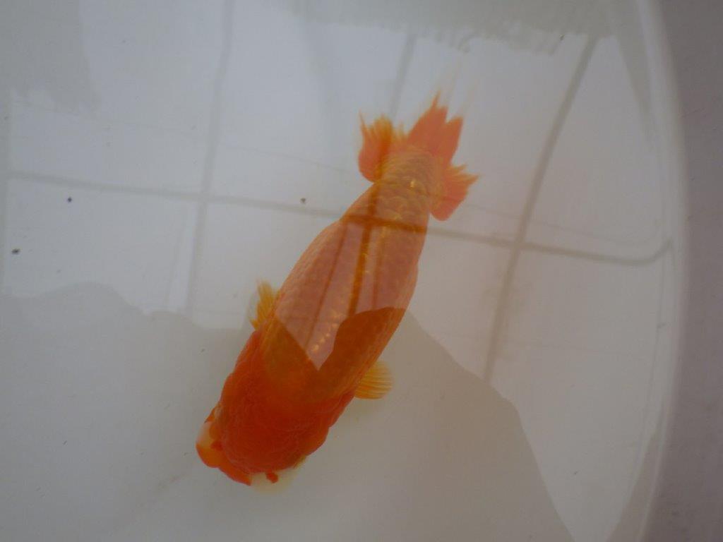 【管理魚 】ご鑑賞お勧め！当歳らんちゅう約1３㎝オス？