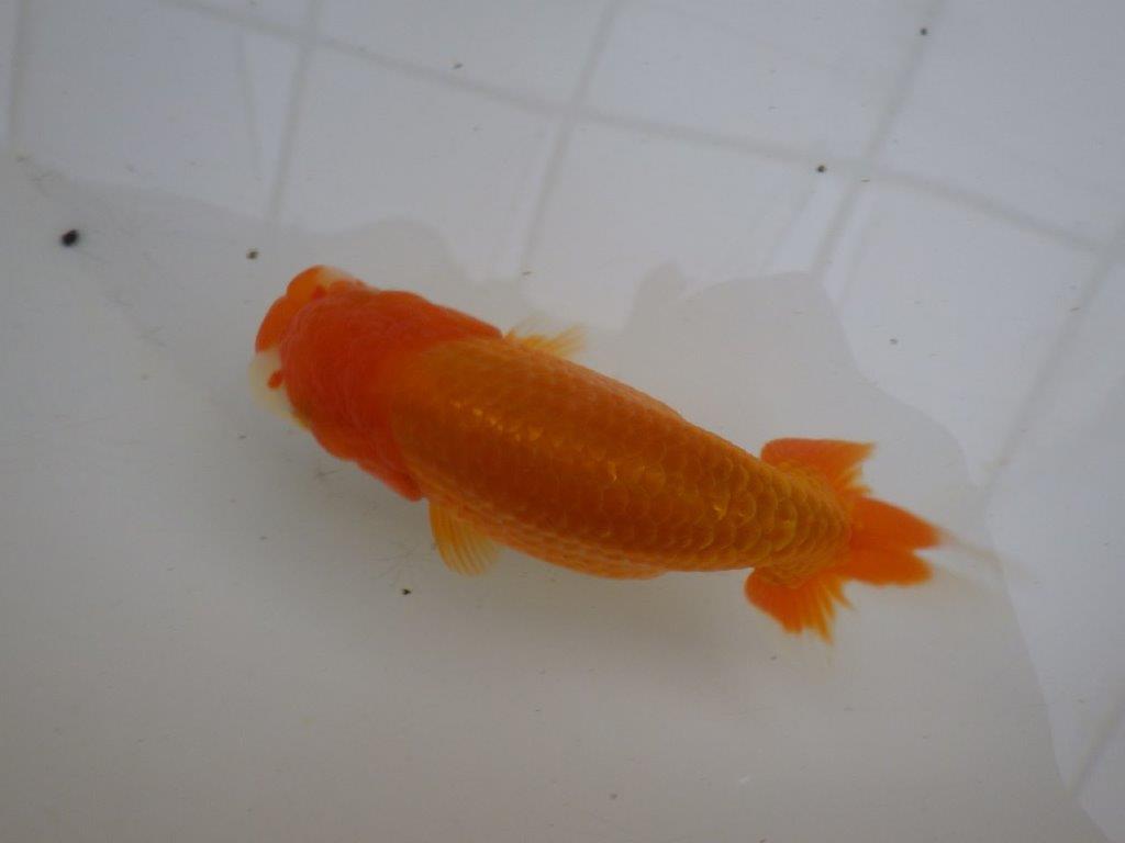 【管理魚 】ご鑑賞お勧め！当歳らんちゅう約1３㎝オス？