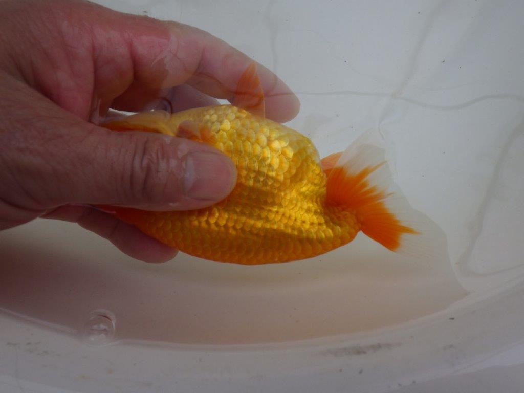 【管理魚 】ご鑑賞お勧め！当歳らんちゅう約1３㎝オス？