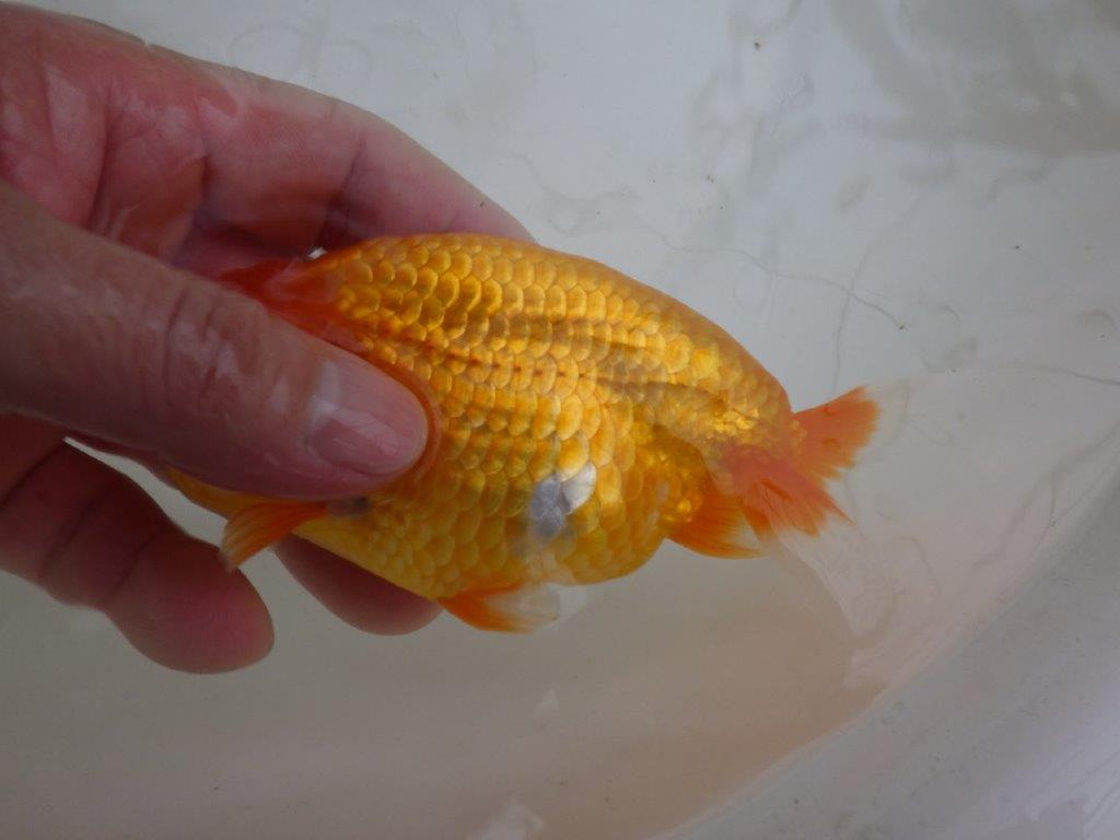 【管理魚 】ご鑑賞お勧め！当歳らんちゅう約1３㎝オス？