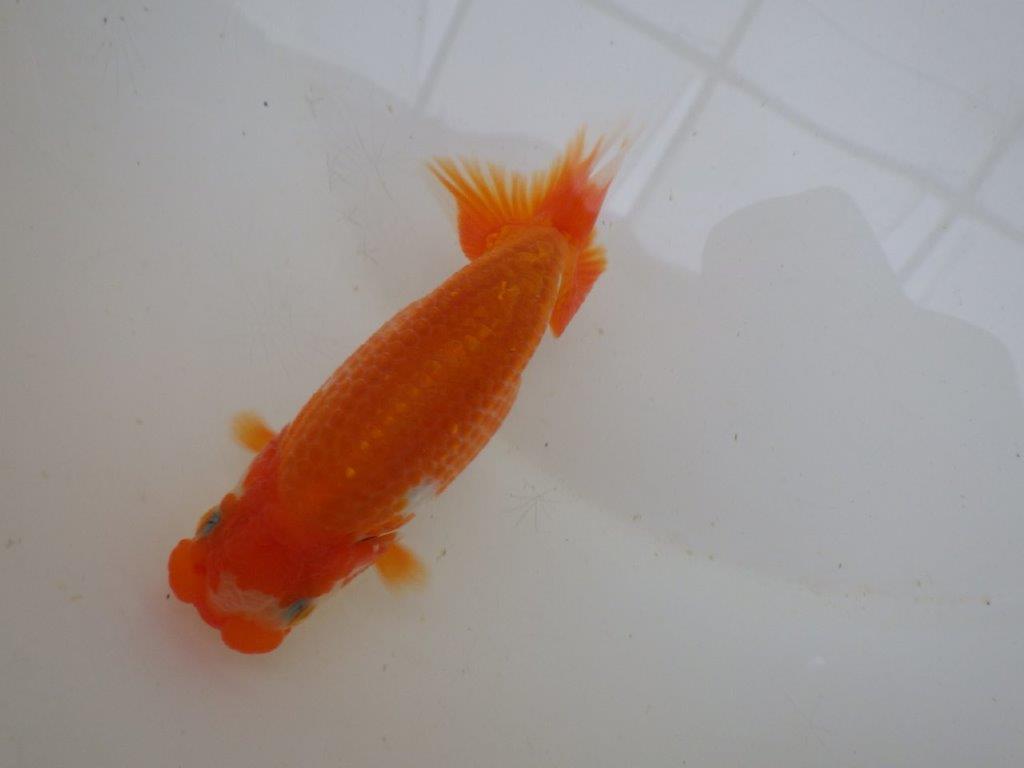 【管理魚 】ご鑑賞お勧め！当歳らんちゅう約1３㎝メス？