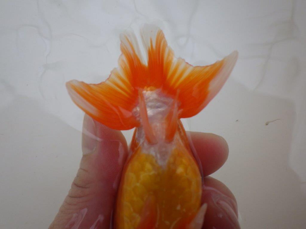 【管理魚 】ご鑑賞お勧め！当歳らんちゅう約1３㎝メス？