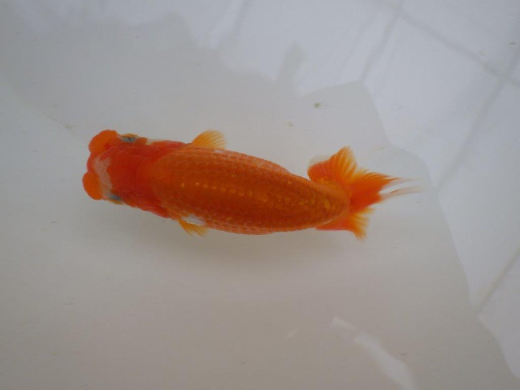【管理魚 】ご鑑賞お勧め！当歳らんちゅう約1３㎝メス？
