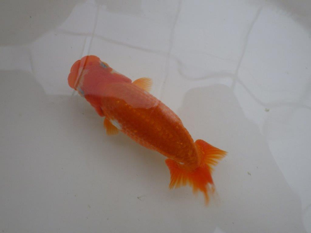 【管理魚 】ご鑑賞お勧め！当歳らんちゅう約1３㎝メス？