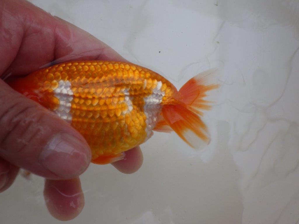 【管理魚 】ご鑑賞お勧め！当歳らんちゅう約1３㎝メス？