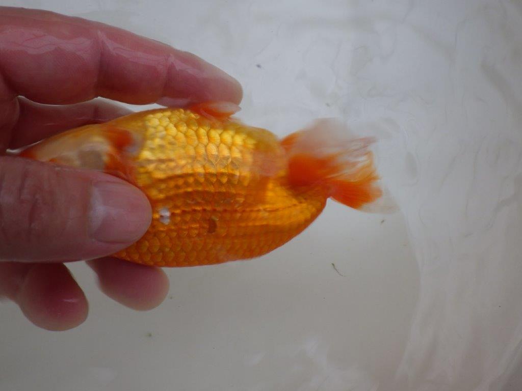 【管理魚 】ご鑑賞お勧め！当歳らんちゅう約1３㎝メス？