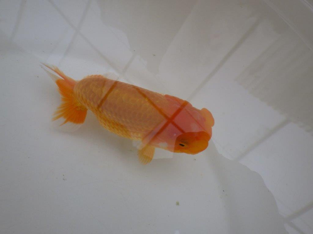 【管理魚 】しっかりした頭!当歳らんちゅう約13㎝メス?