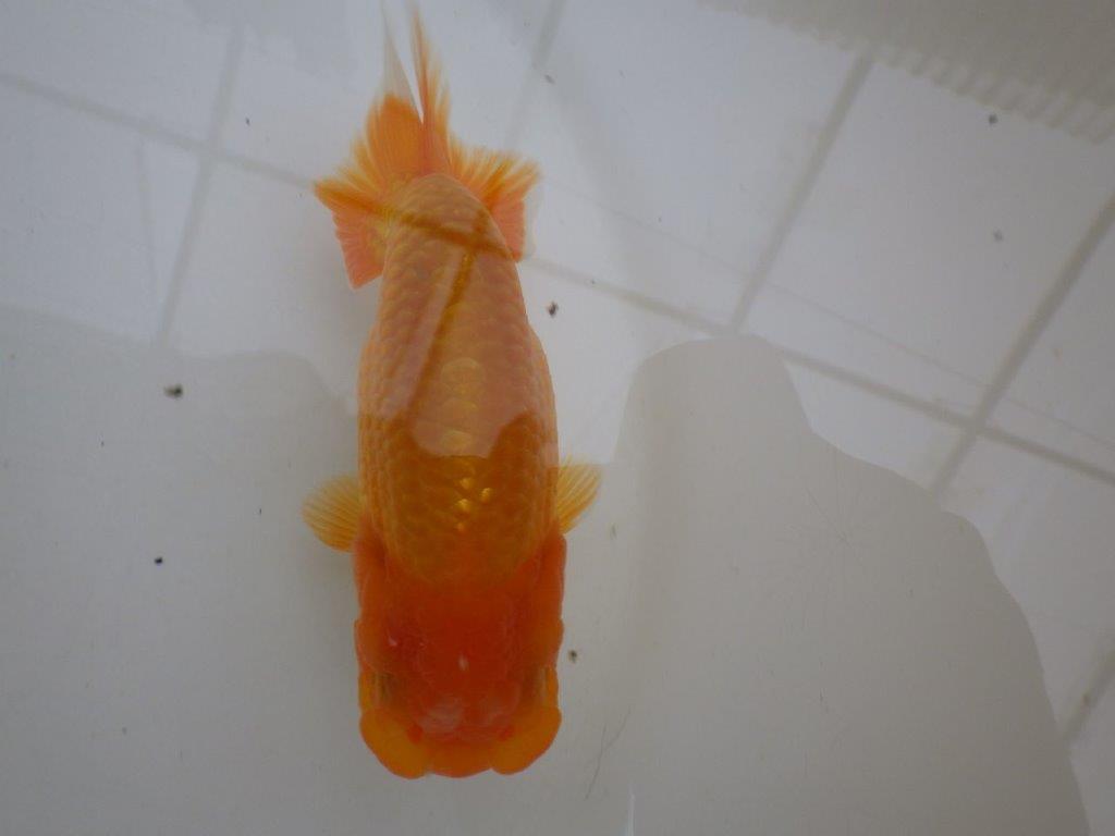 【管理魚 】しっかりした頭!当歳らんちゅう約13㎝メス?