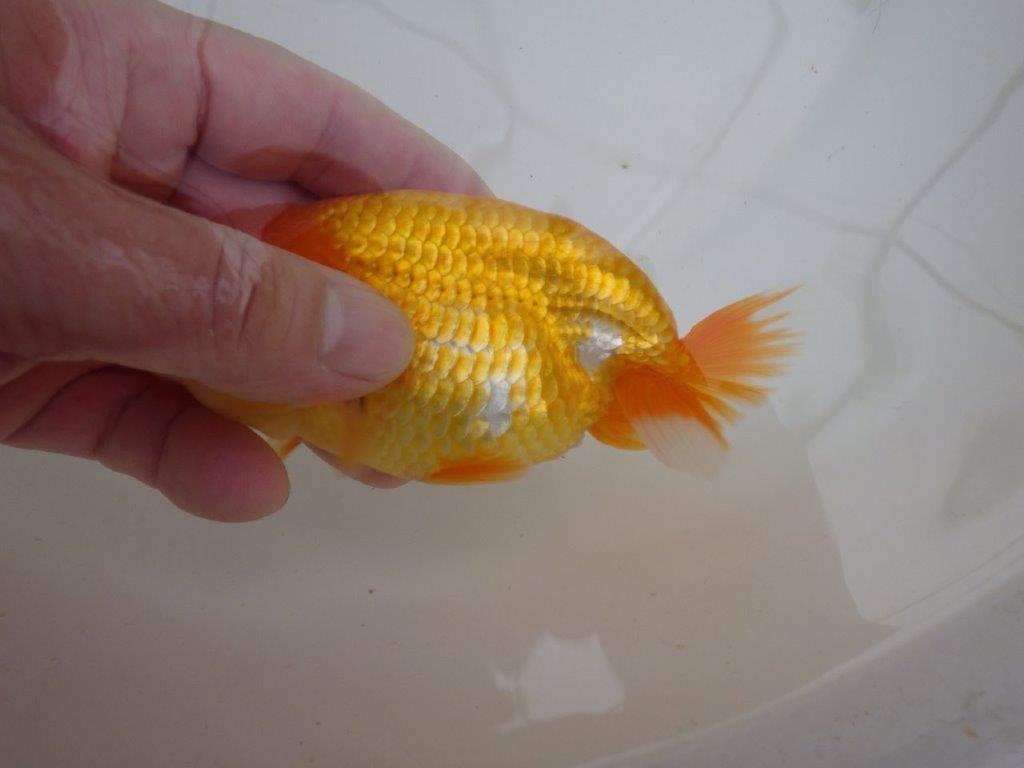 【管理魚 】しっかりした頭!当歳らんちゅう約13㎝メス?