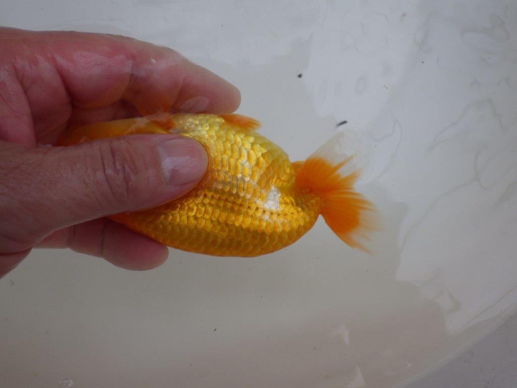【管理魚 】しっかりした頭!当歳らんちゅう約13㎝メス?