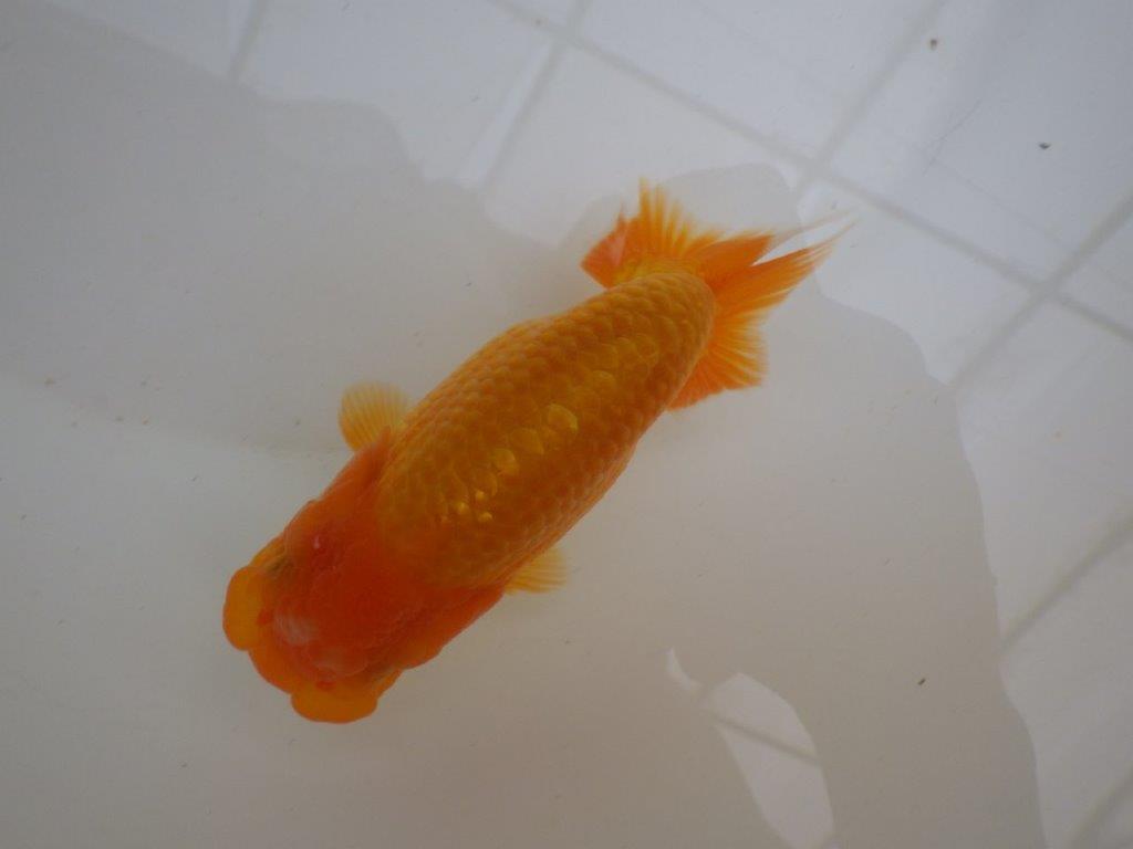 【管理魚 】しっかりした頭!当歳らんちゅう約13㎝メス?