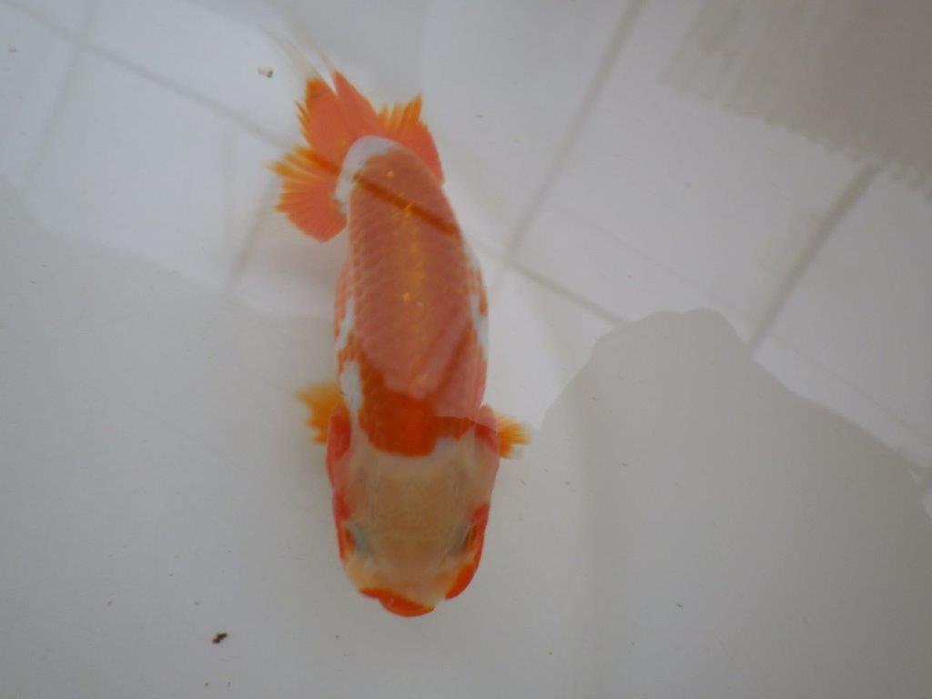 【管理魚 】綺麗な柄＆背も綺麗！当歳らんちゅう約12,5㎝メス？