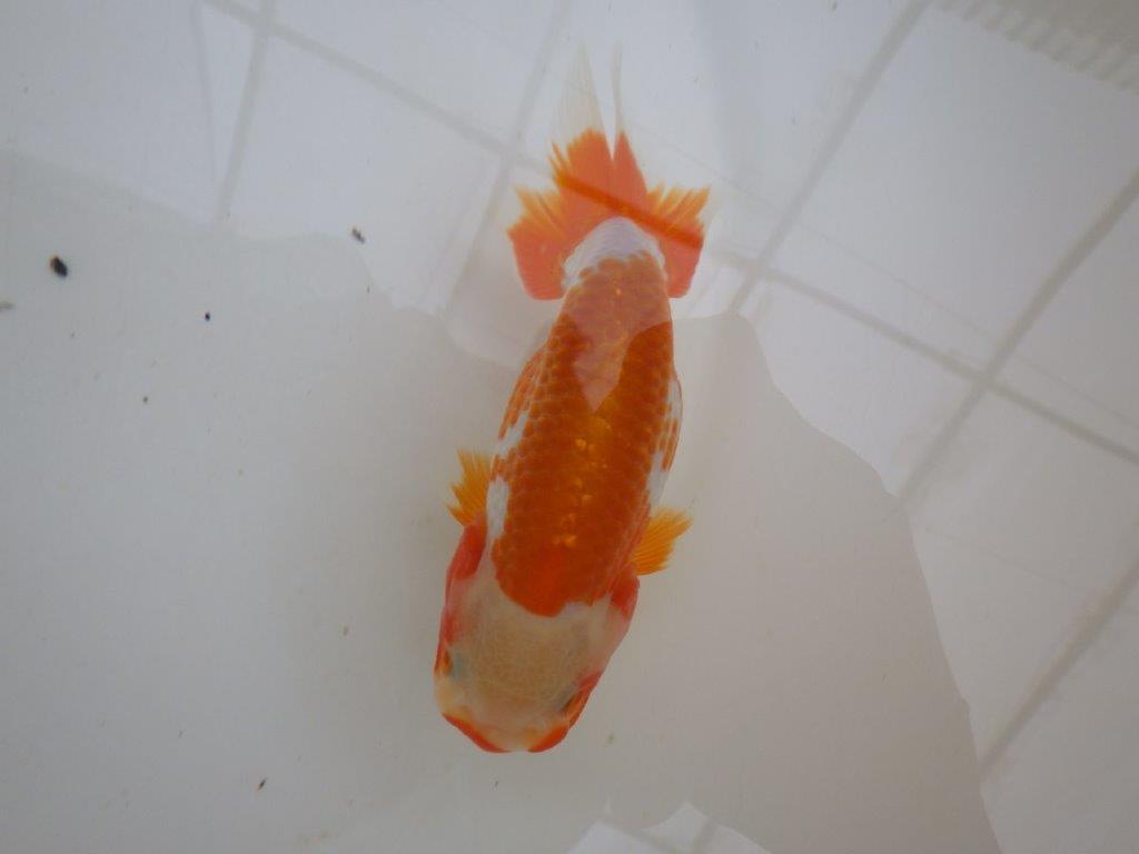 【管理魚 】綺麗な柄＆背も綺麗！当歳らんちゅう約12,5㎝メス？