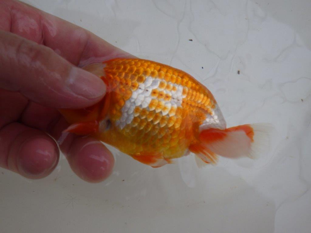【管理魚 】綺麗な柄＆背も綺麗！当歳らんちゅう約12,5㎝メス？