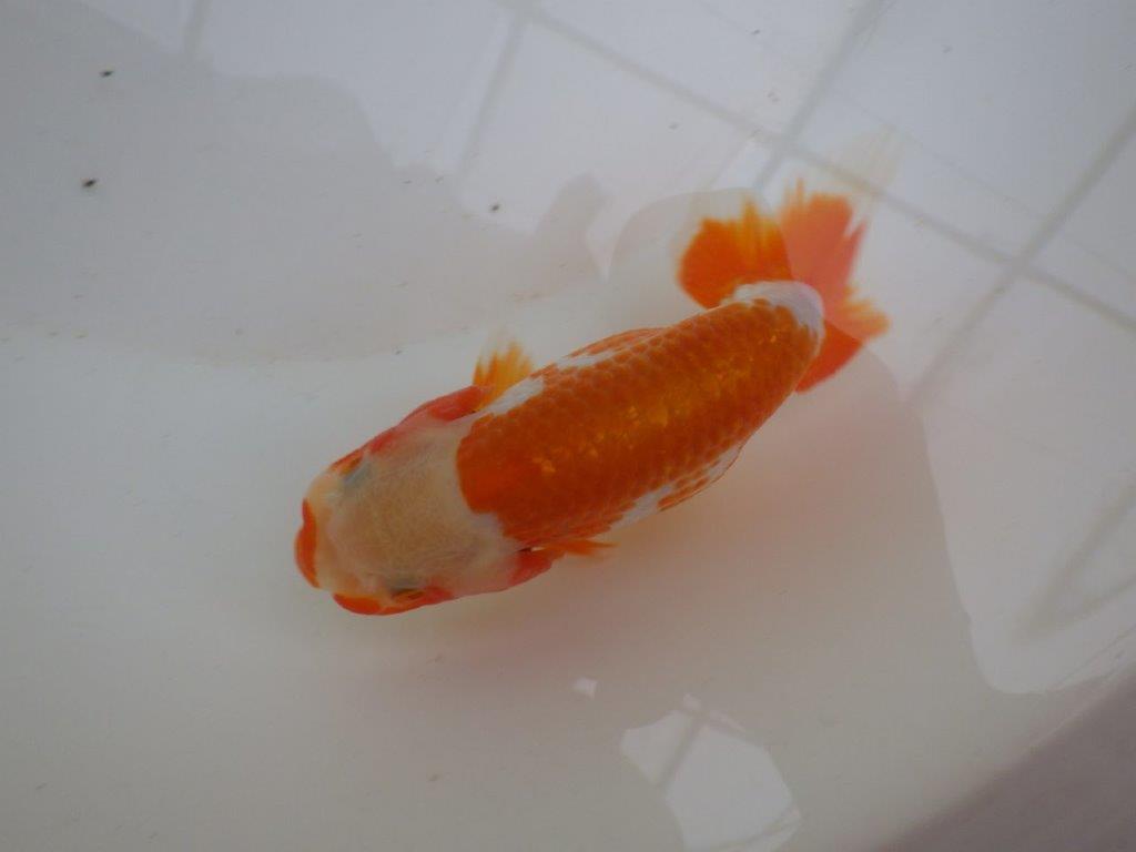 【管理魚 】綺麗な柄＆背も綺麗！当歳らんちゅう約12,5㎝メス？