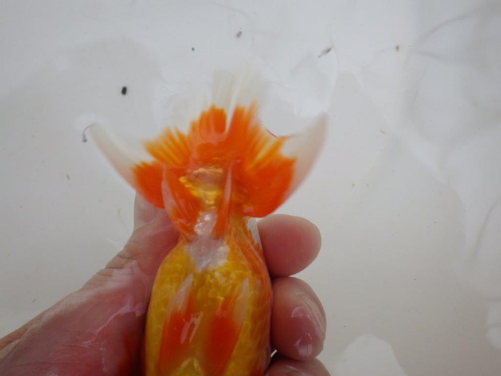 【管理魚 】綺麗な柄＆背も綺麗！当歳らんちゅう約12,5㎝メス？