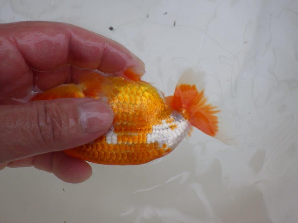 【管理魚 】綺麗な柄＆背も綺麗！当歳らんちゅう約12,5㎝メス？