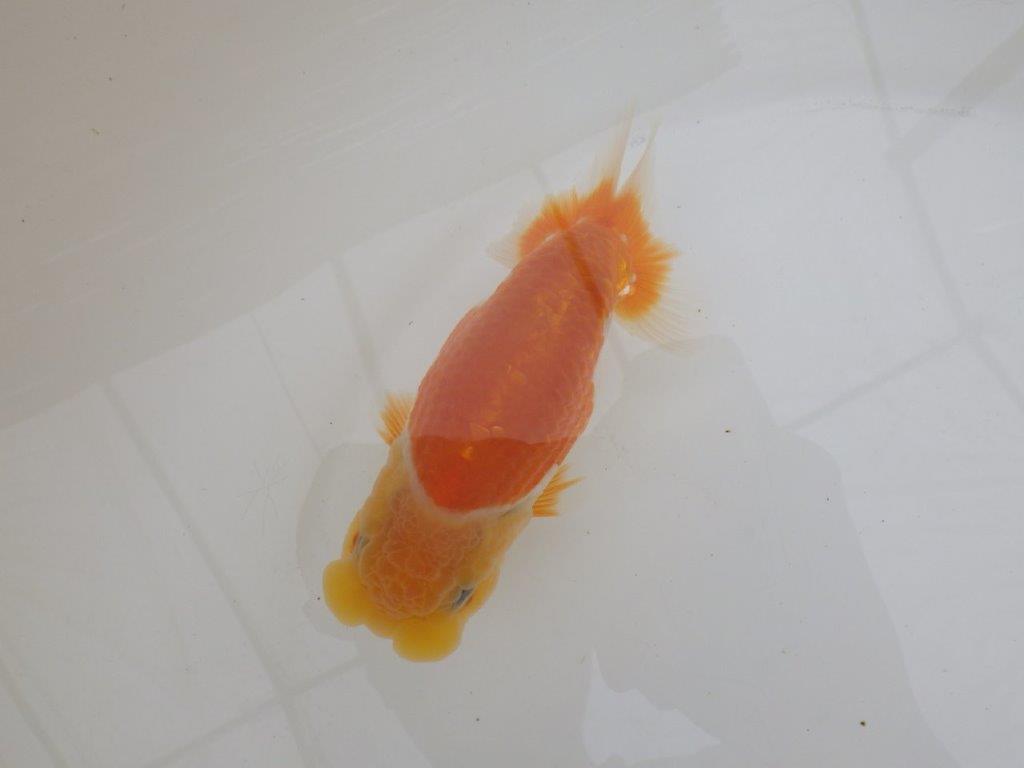 【全国大会東大関獲得ブリーダー 】太味があり種にもお勧め当歳らんちゅう約13㎝メス?