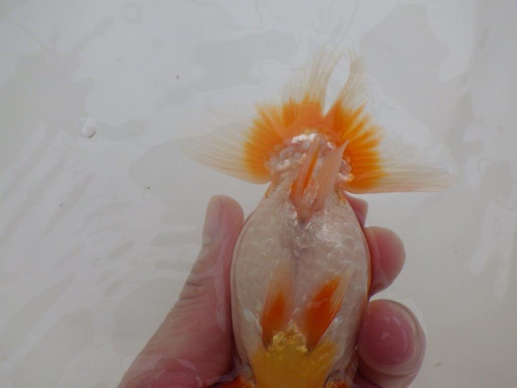 【全国大会東大関獲得ブリーダー 】太味があり種にもお勧め当歳らんちゅう約13㎝メス?