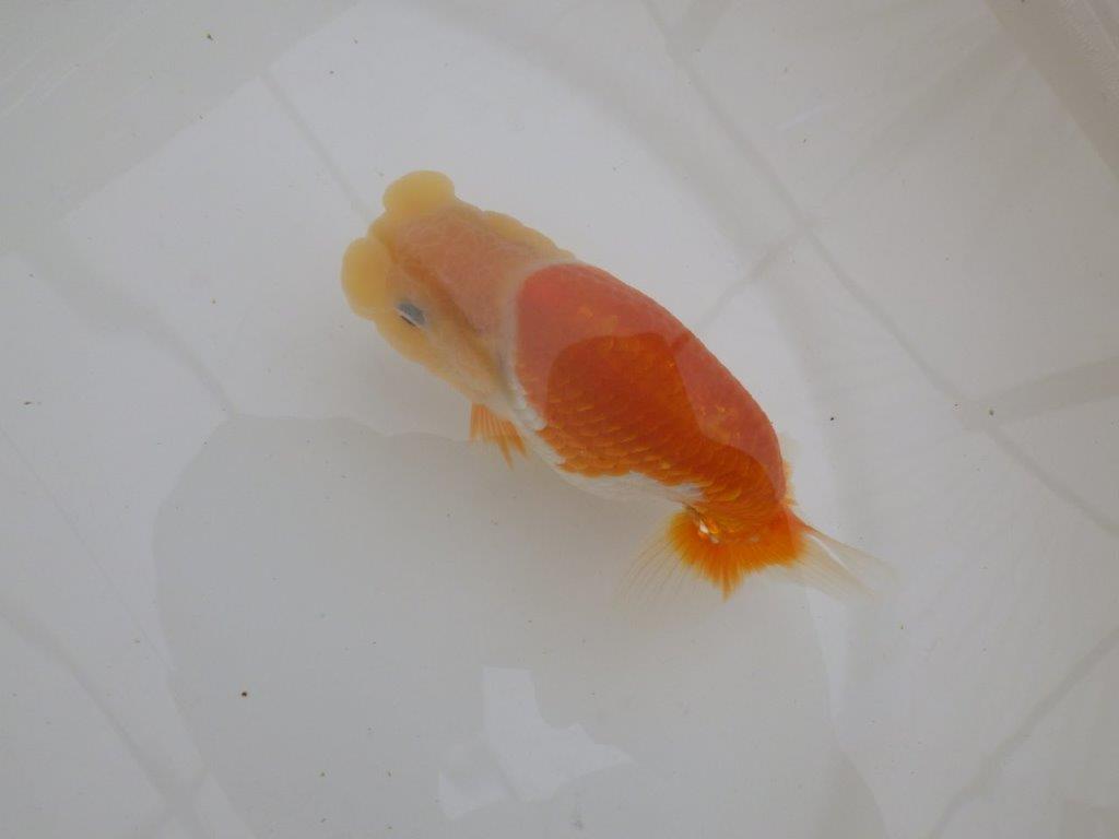 【全国大会東大関獲得ブリーダー 】太味があり種にもお勧め当歳らんちゅう約13㎝メス?