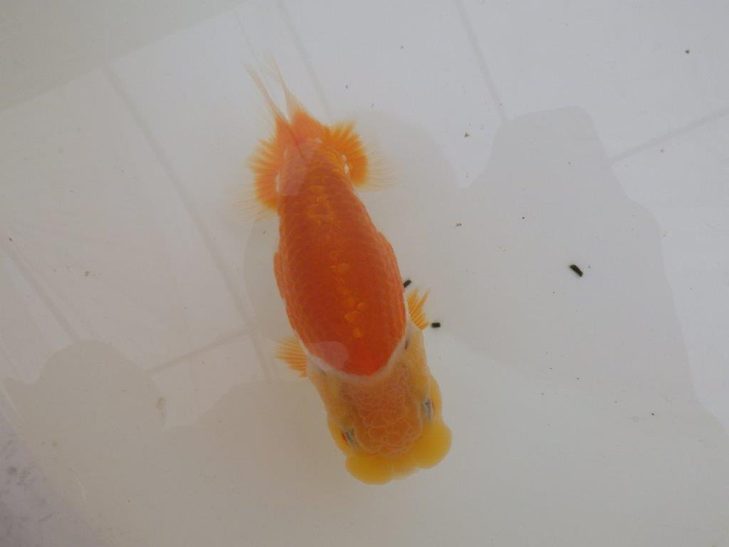 【全国大会東大関獲得ブリーダー 】太味があり種にもお勧め当歳らんちゅう約13㎝メス?