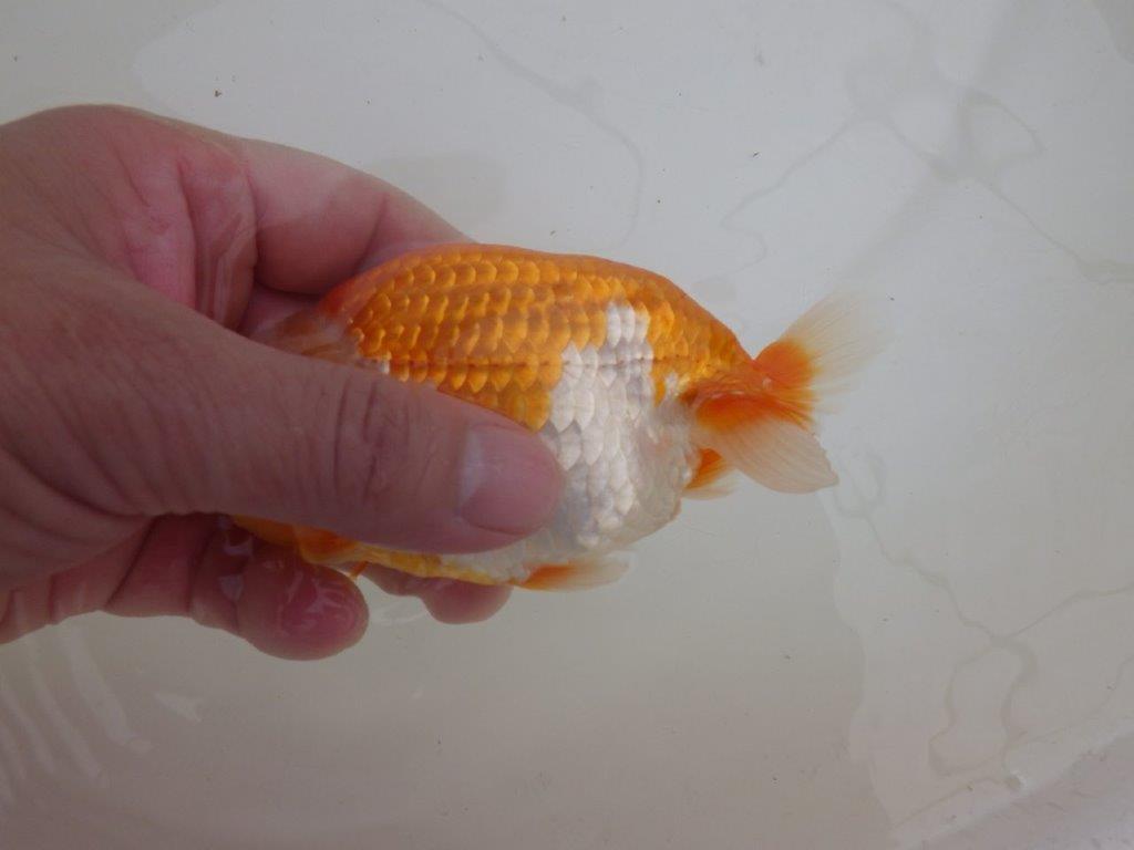 【全国大会東大関獲得ブリーダー 】太味があり種にもお勧め当歳らんちゅう約13㎝メス?
