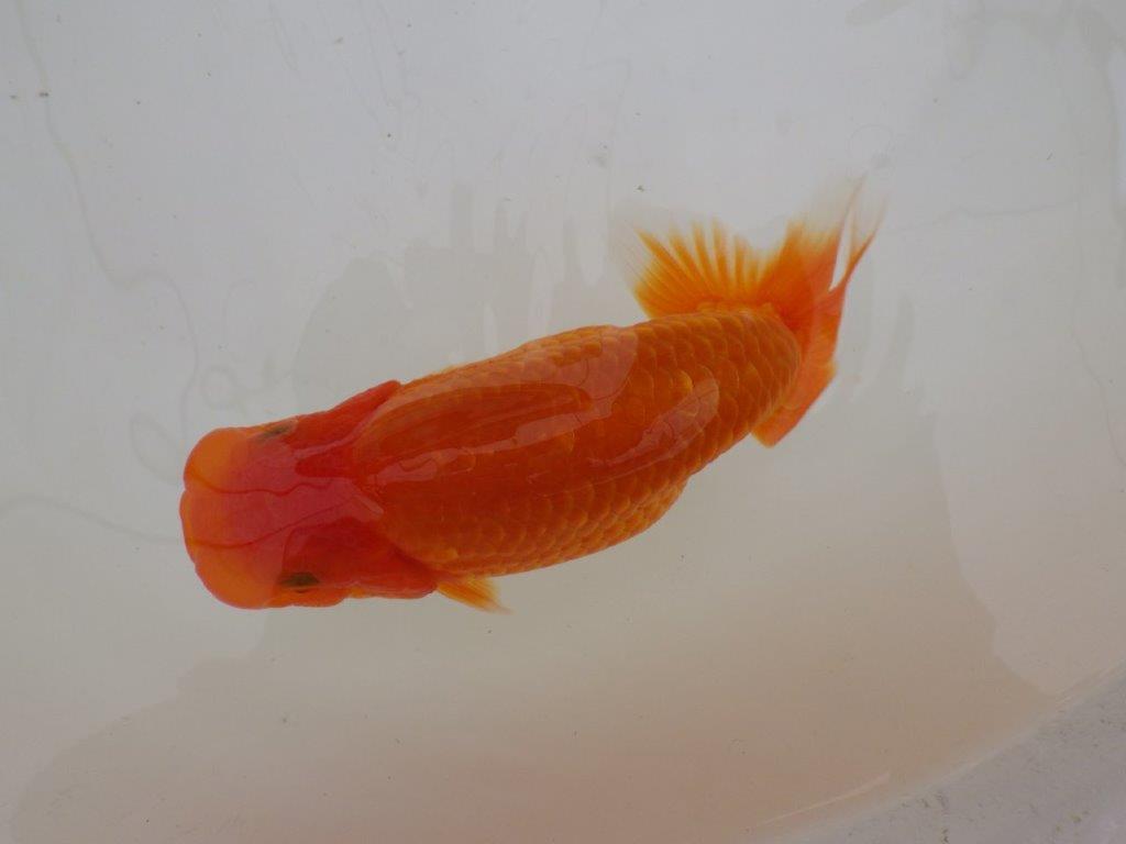 【全国大会東大関獲得ブリーダー 】仕上がりの良い迫力ある当歳らんちゅう約15㎝メス？