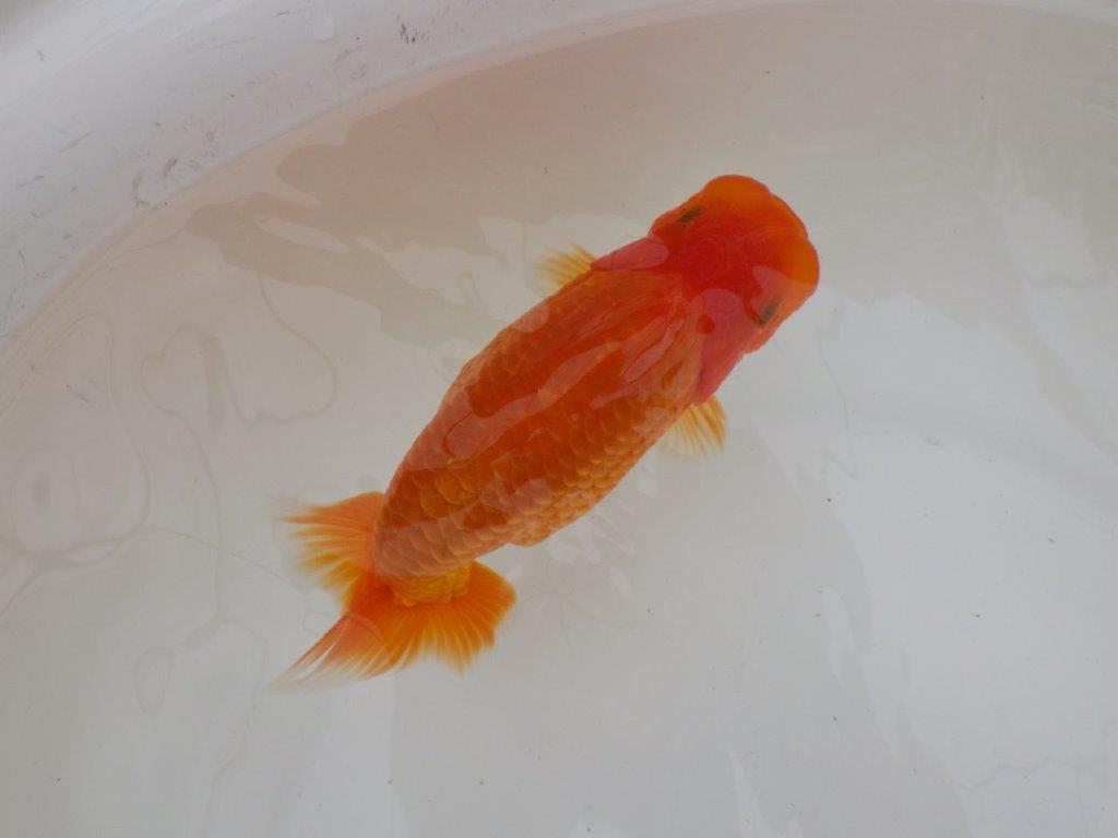 【全国大会東大関獲得ブリーダー 】仕上がりの良い迫力ある当歳らんちゅう約15㎝メス？