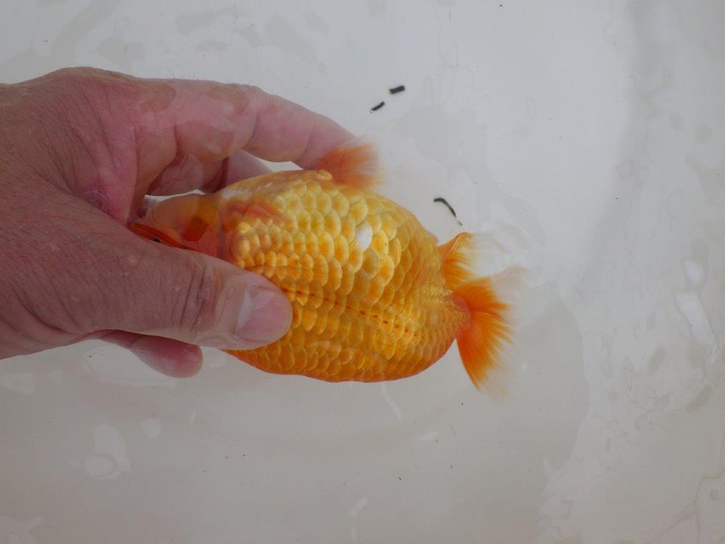 【全国大会東大関獲得ブリーダー 】仕上がりの良い迫力ある当歳らんちゅう約15㎝メス？