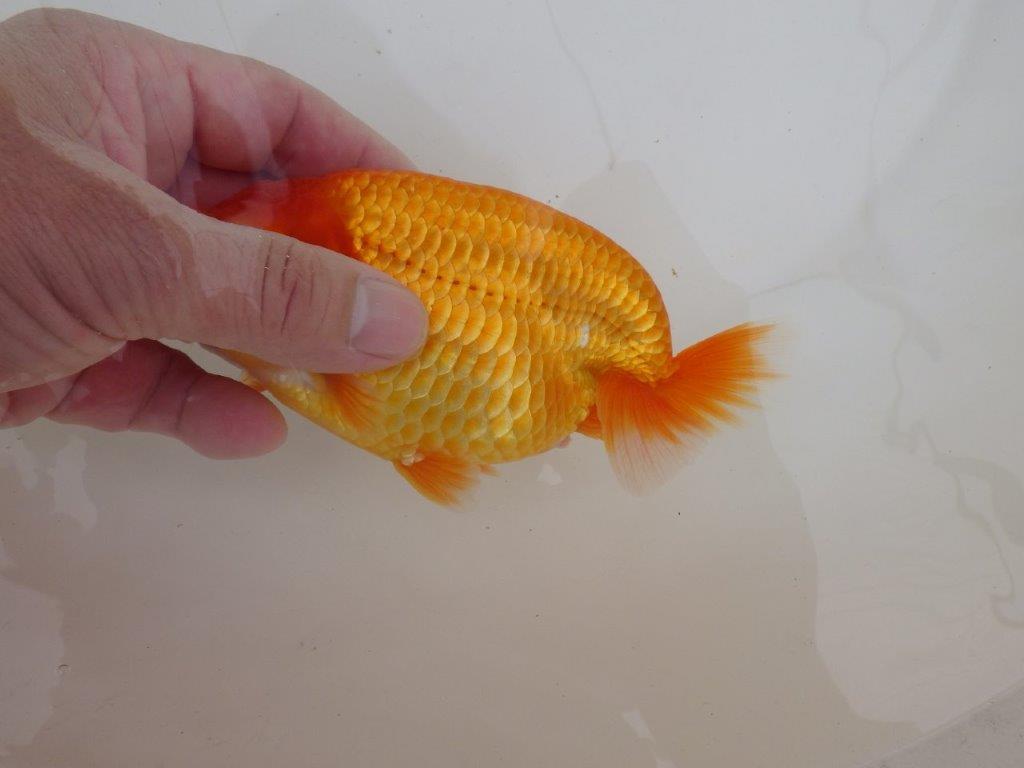 【全国大会東大関獲得ブリーダー 】仕上がりの良い迫力ある当歳らんちゅう約15㎝メス？