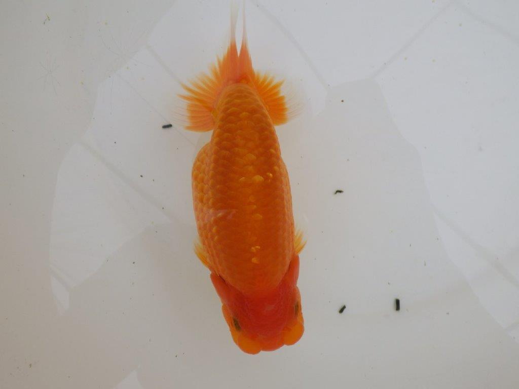 【全国大会東大関獲得ブリーダー 】大迫力!!当歳らんちゅう約15,5㎝メス?
